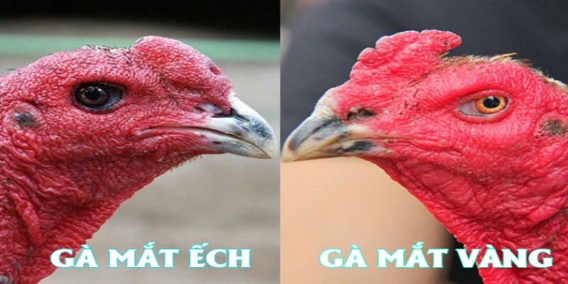 Bí kíp Đá Gà nhìn mắt chọn sát kê