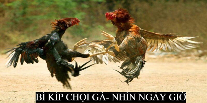 Bí kíp Đá Gà chuẩn xác căn cứ ngày giờ xuất chinh
